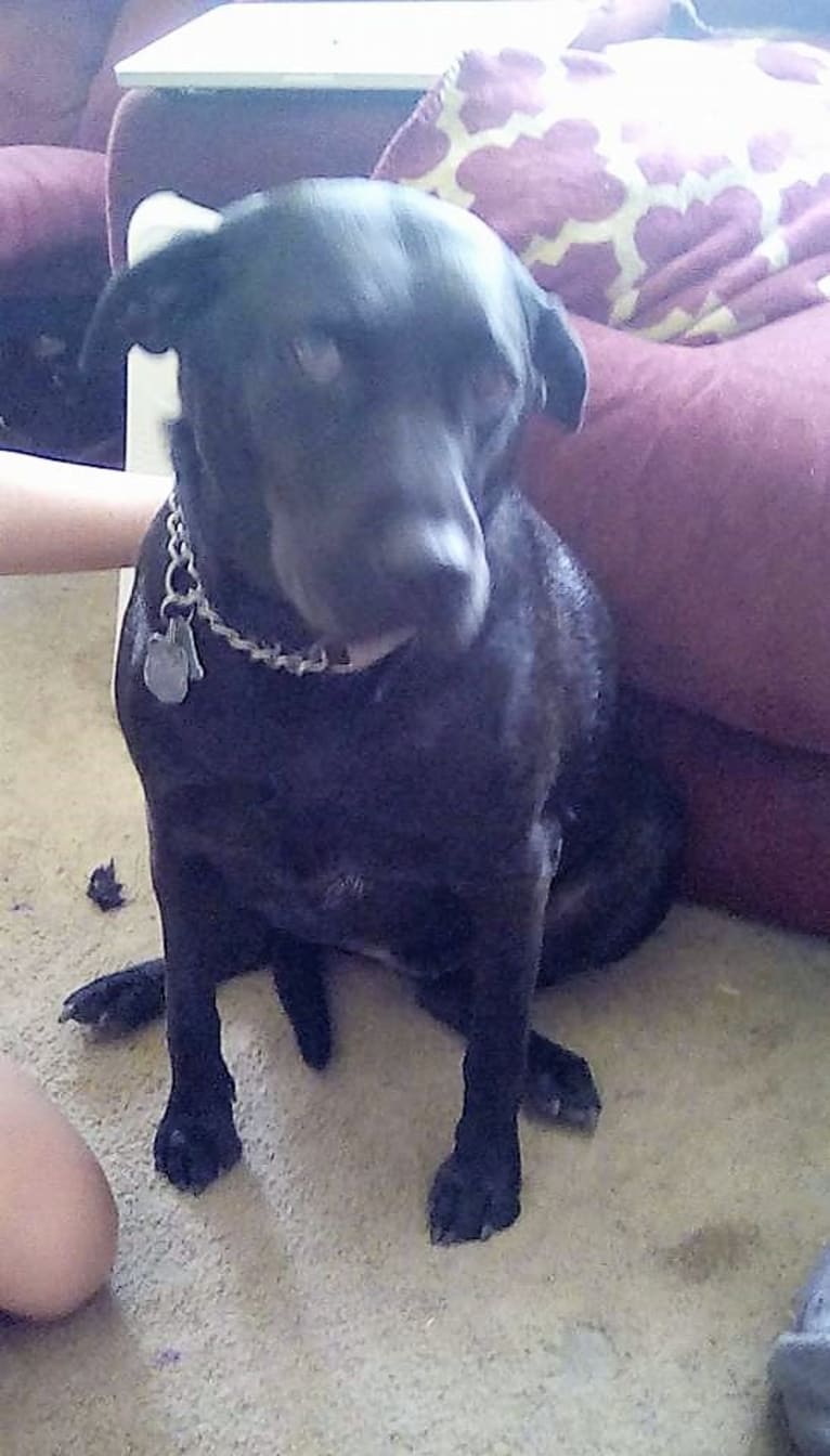 Embark Dog Dna Test Karma Gallery