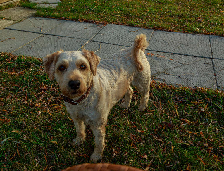Hazel, a Soft Coated Wheaten Terrier tested with EmbarkVet.com