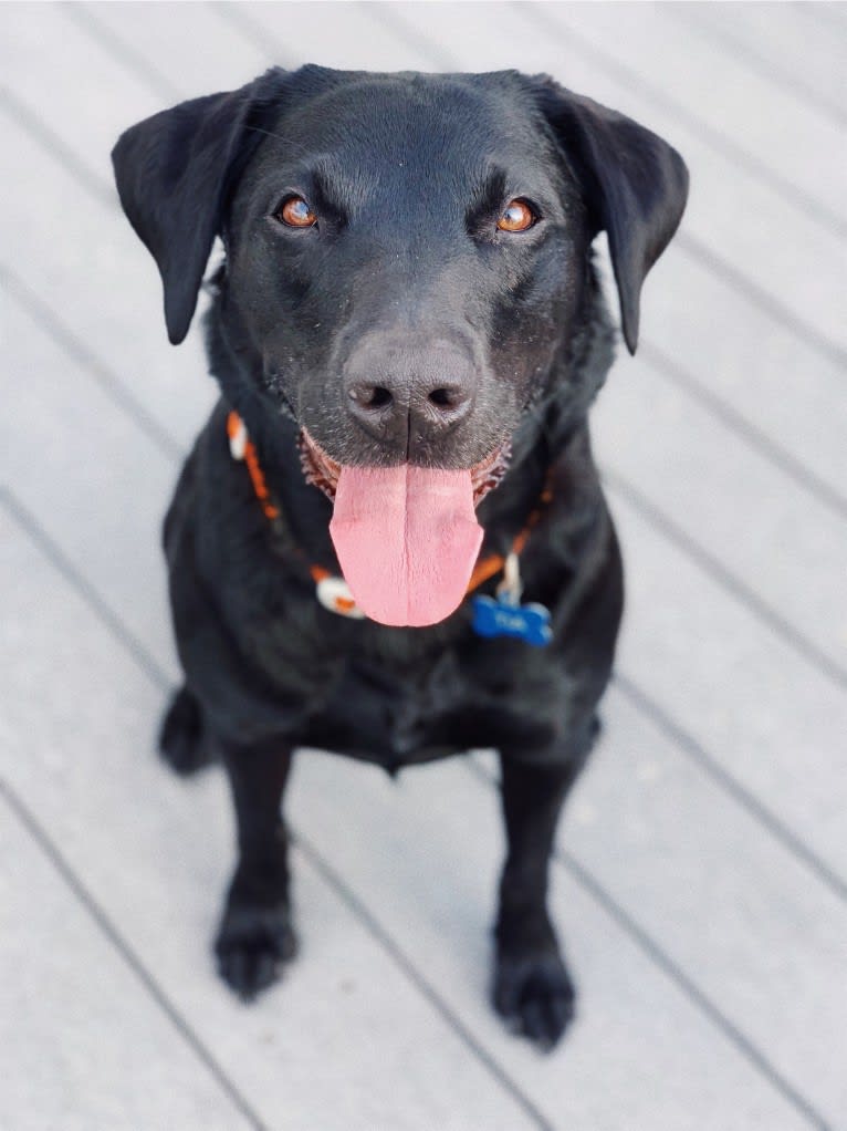 Tia, a Labrador Retriever tested with EmbarkVet.com