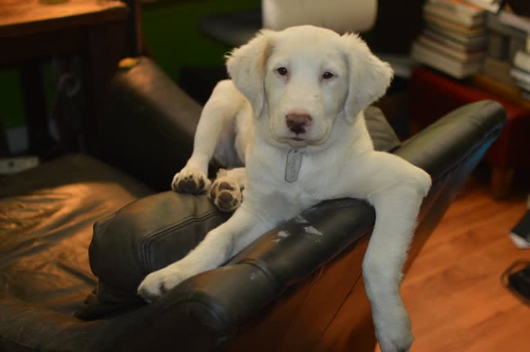 casper, a Great Pyrenees and Labrador Retriever mix tested with EmbarkVet.com