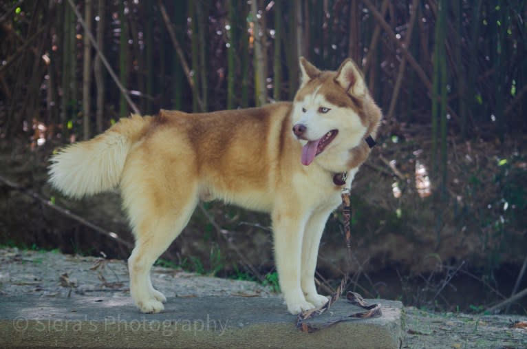 Buck, a Siberian Husky tested with EmbarkVet.com