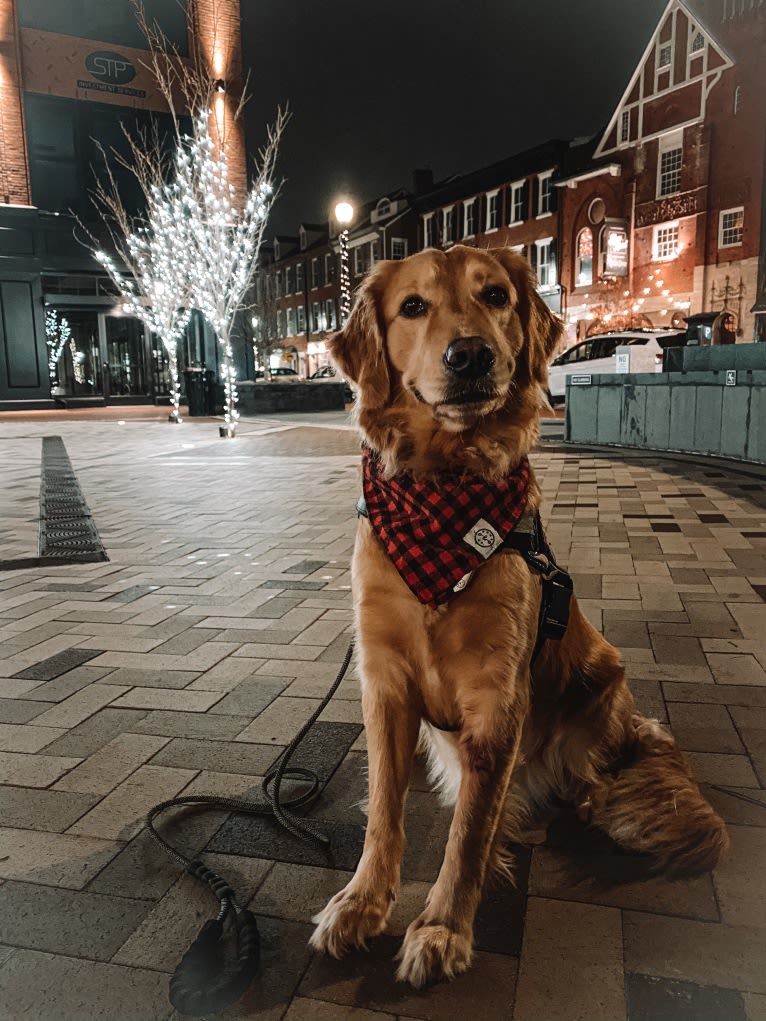 Marley, a Golden Retriever tested with EmbarkVet.com