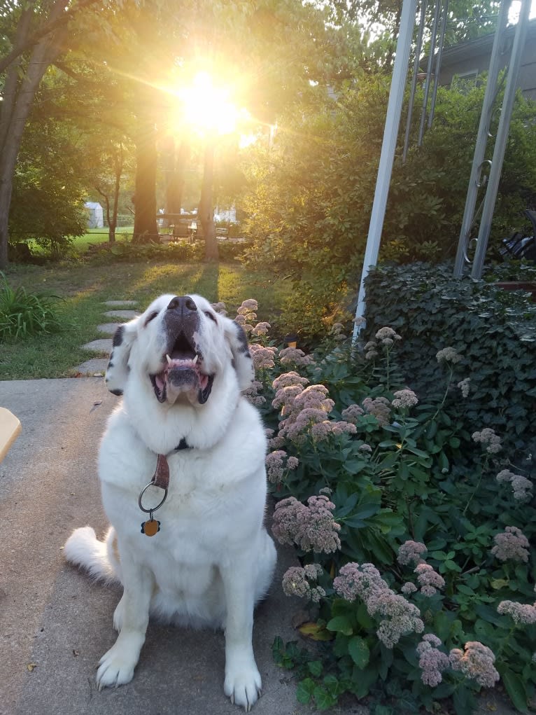 Lucy, a Saint Bernard tested with EmbarkVet.com