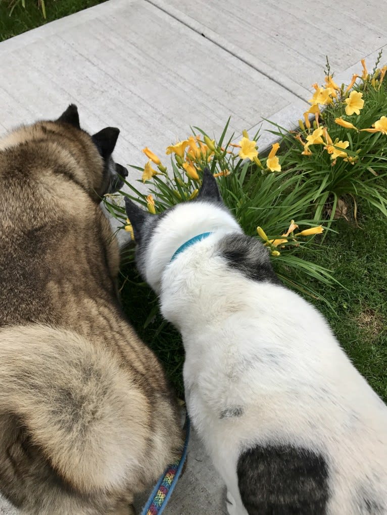 Kiki, an Akita tested with EmbarkVet.com