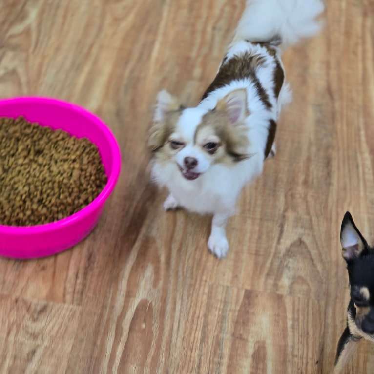 Meeshka, a Chihuahua tested with EmbarkVet.com