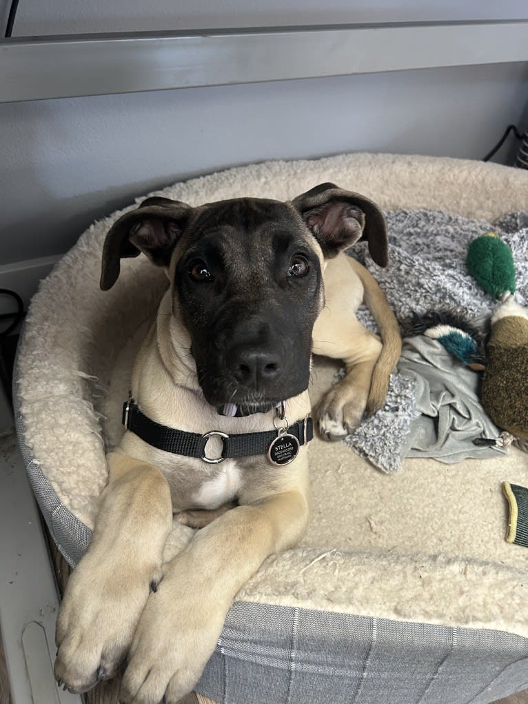 Stella, a Perro de Presa Canario tested with EmbarkVet.com