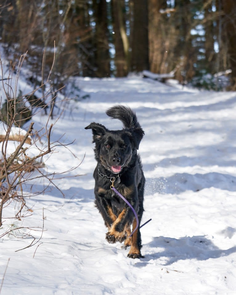 Lucy, a Labrador Retriever and Siberian Husky mix tested with EmbarkVet.com