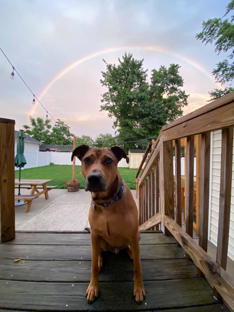 Walker, an American Pit Bull Terrier and Rottweiler mix tested with EmbarkVet.com