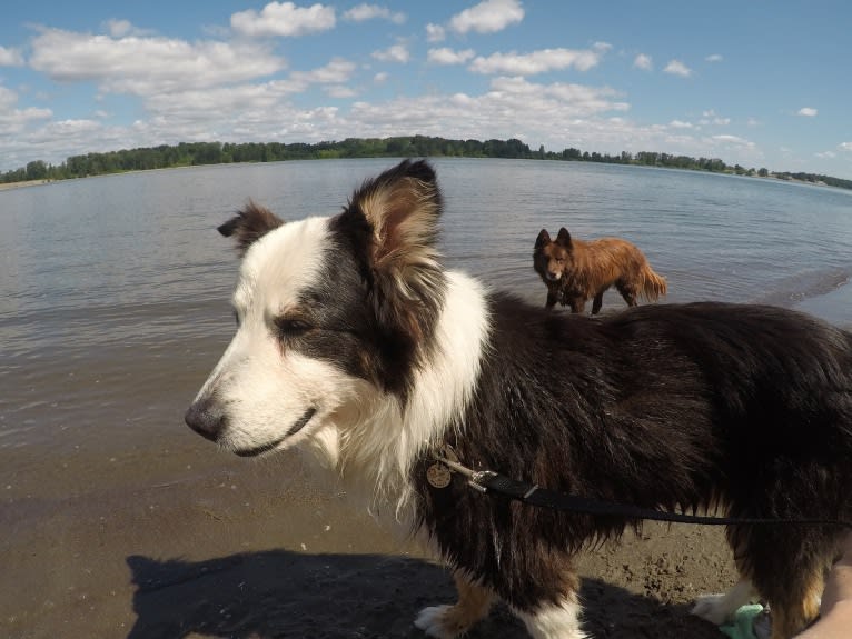 Marvin, an Australian Shepherd and Australian Cattle Dog mix tested with EmbarkVet.com