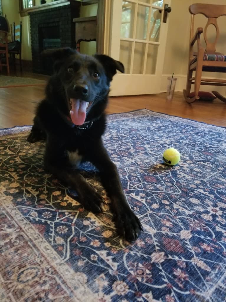 Ziggy, an Australian Cattle Dog and Collie mix tested with EmbarkVet.com