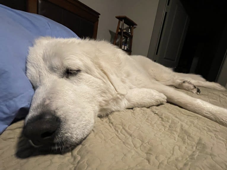 Looney “Chik’in Mini Bandit” Bear, a Great Pyrenees tested with EmbarkVet.com