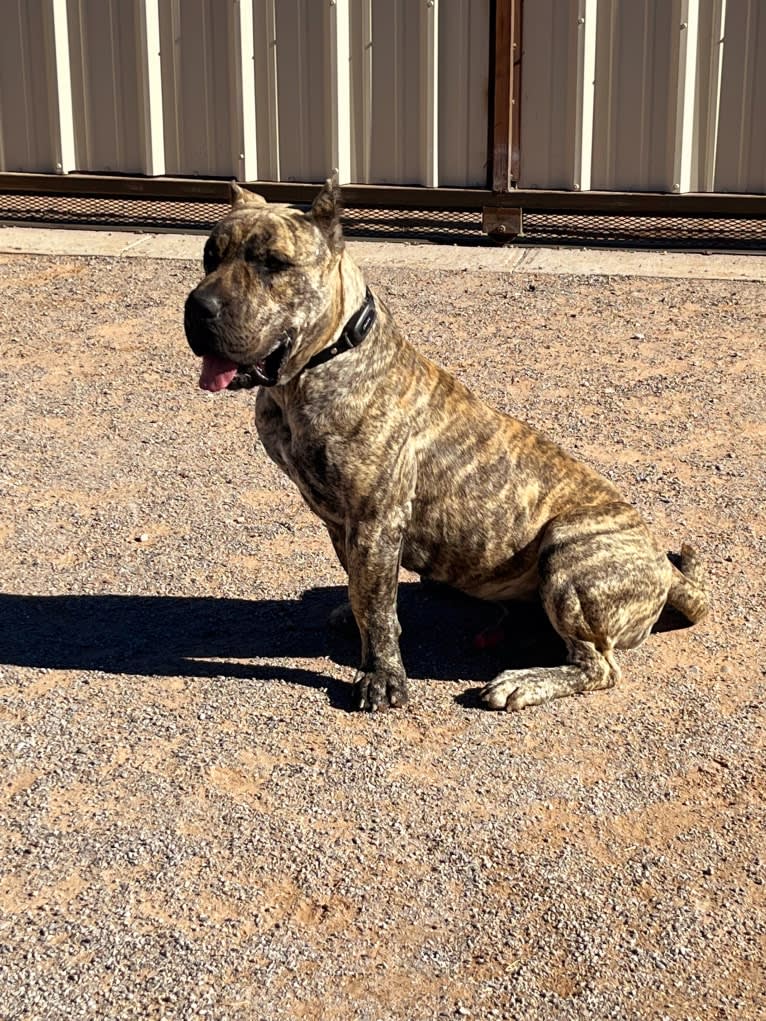 Ashrik, a Perro de Presa Canario tested with EmbarkVet.com