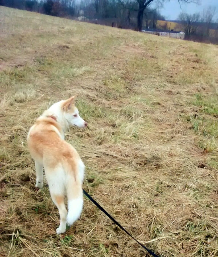 Kestrel, a Siberian Husky and Shetland Sheepdog mix tested with EmbarkVet.com