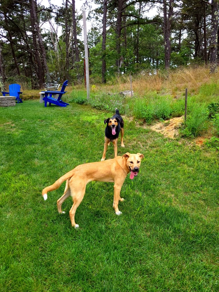 Lou, a Great Pyrenees and American Pit Bull Terrier mix tested with EmbarkVet.com