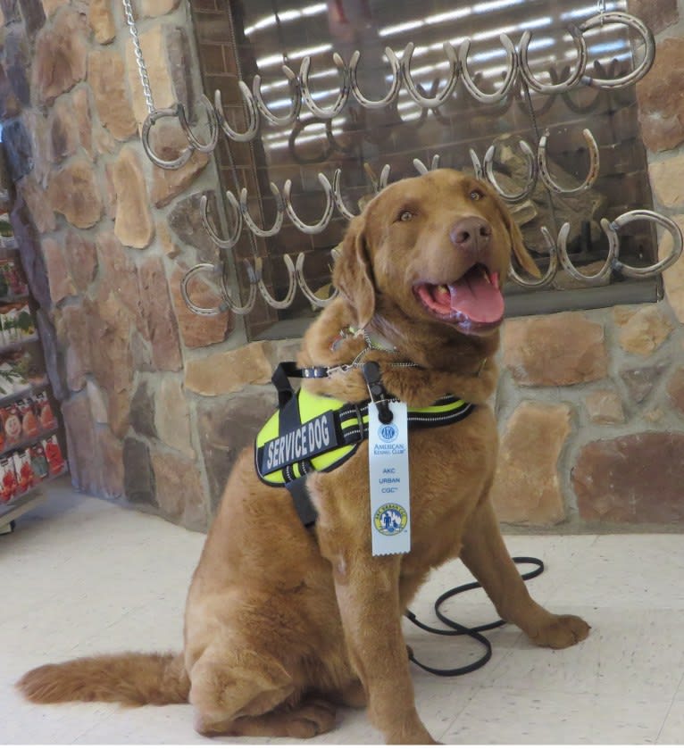 Guess, a Chesapeake Bay Retriever tested with EmbarkVet.com