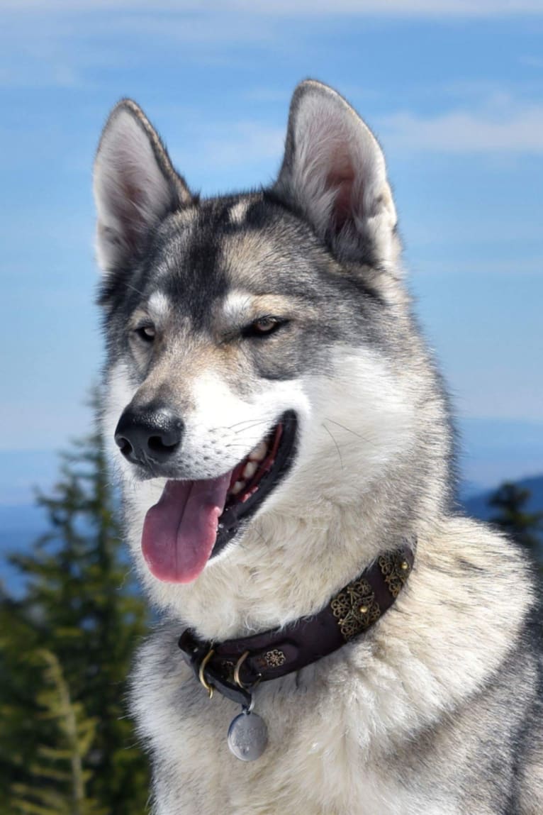 Navarre, a Siberian Husky and German Shepherd Dog mix tested with EmbarkVet.com