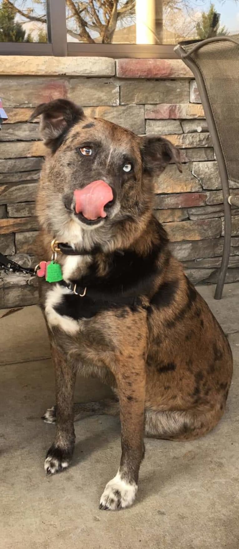 Skyye, a Catahoula Leopard Dog and Chow Chow mix tested with EmbarkVet.com