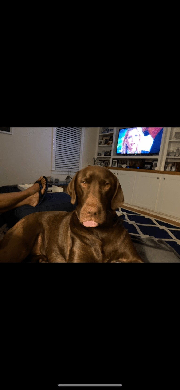 Cooper, a Labrador Retriever and Redbone Coonhound mix tested with EmbarkVet.com