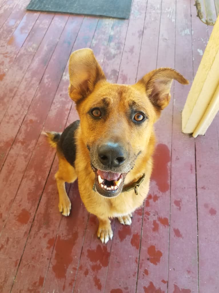 Sarge, a German Shepherd Dog and Rottweiler mix tested with EmbarkVet.com