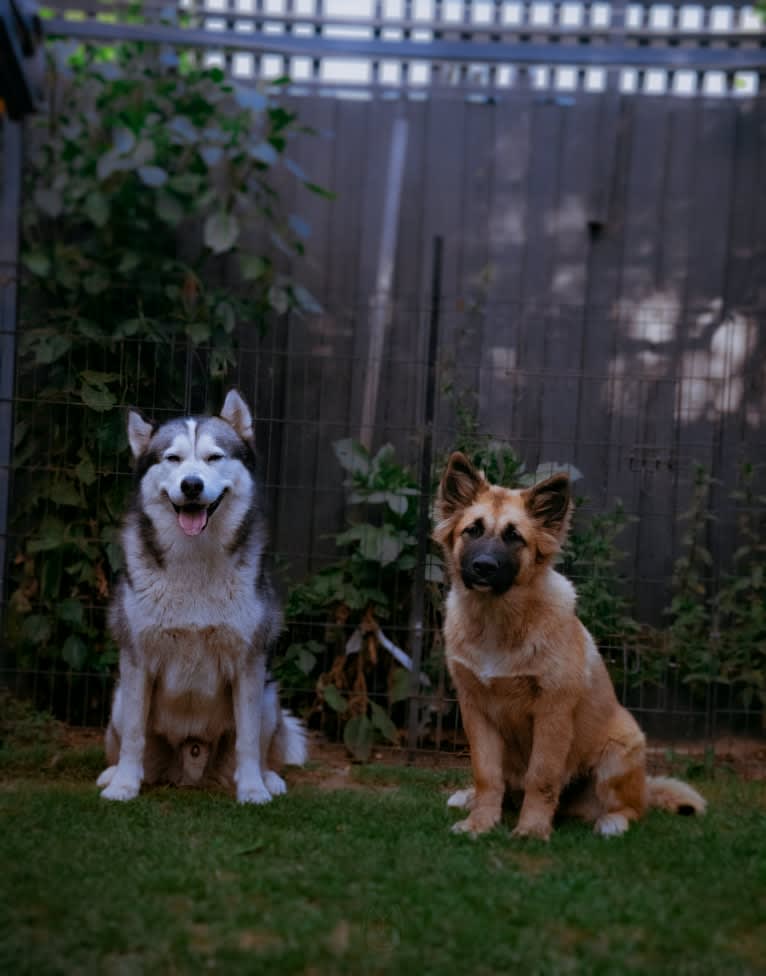 Tinos, a German Shepherd Dog and Alaskan Malamute mix tested with EmbarkVet.com