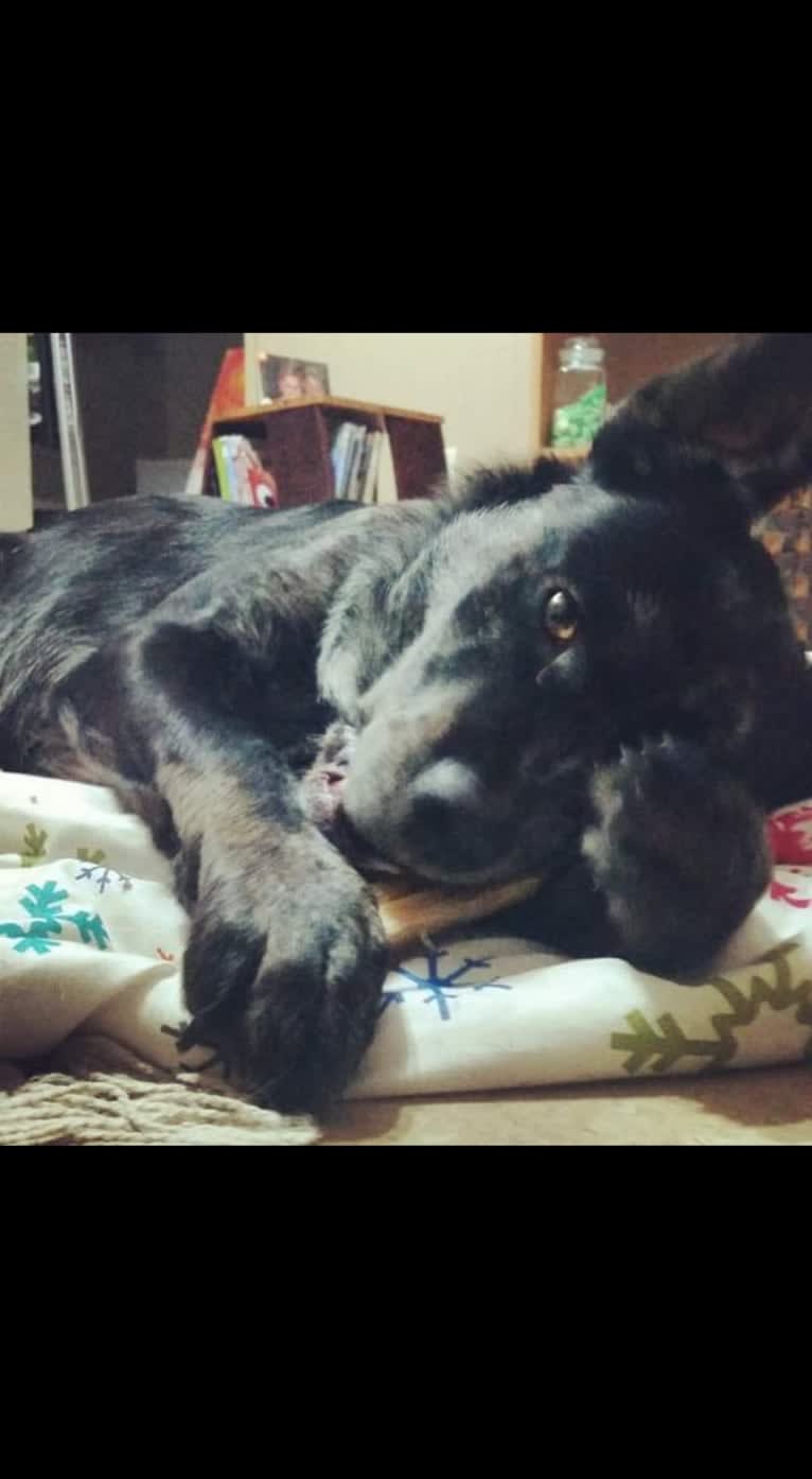 Gerdy, a Rottweiler and Australian Shepherd mix tested with EmbarkVet.com