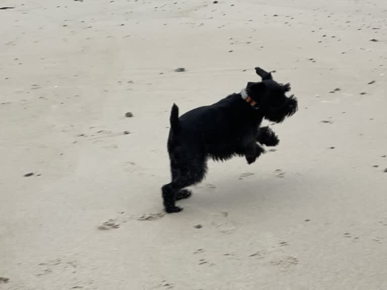 Cricket, a Standard Schnauzer tested with EmbarkVet.com