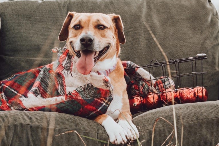 Roxie, an American Pit Bull Terrier and Australian Shepherd mix tested with EmbarkVet.com