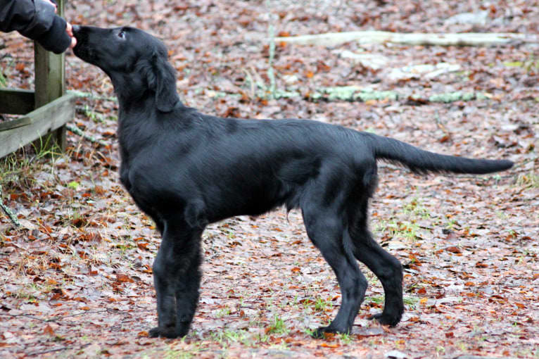 Eros, a Flat-Coated Retriever tested with EmbarkVet.com