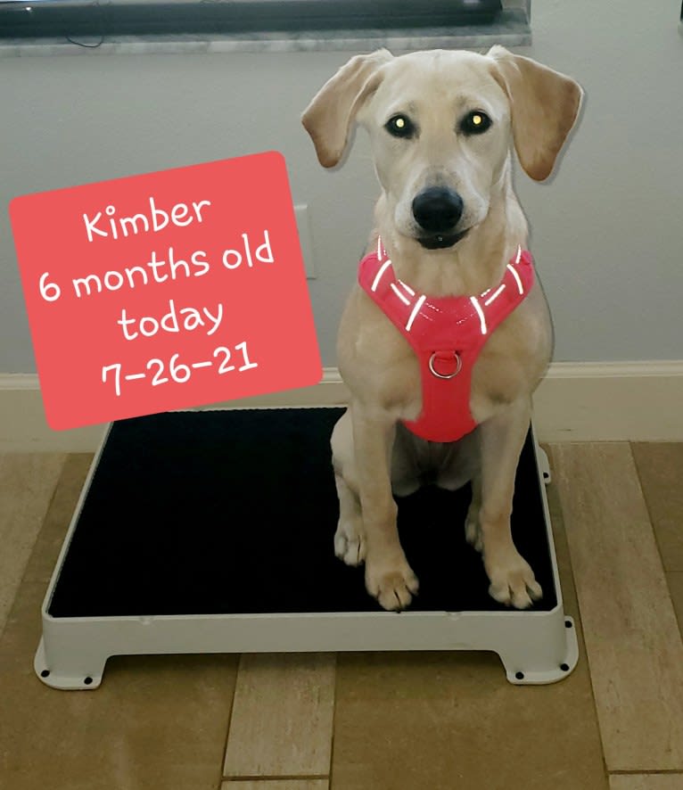 Kimber's Cajun Chaos aka Kimber, a Labrador Retriever tested with EmbarkVet.com