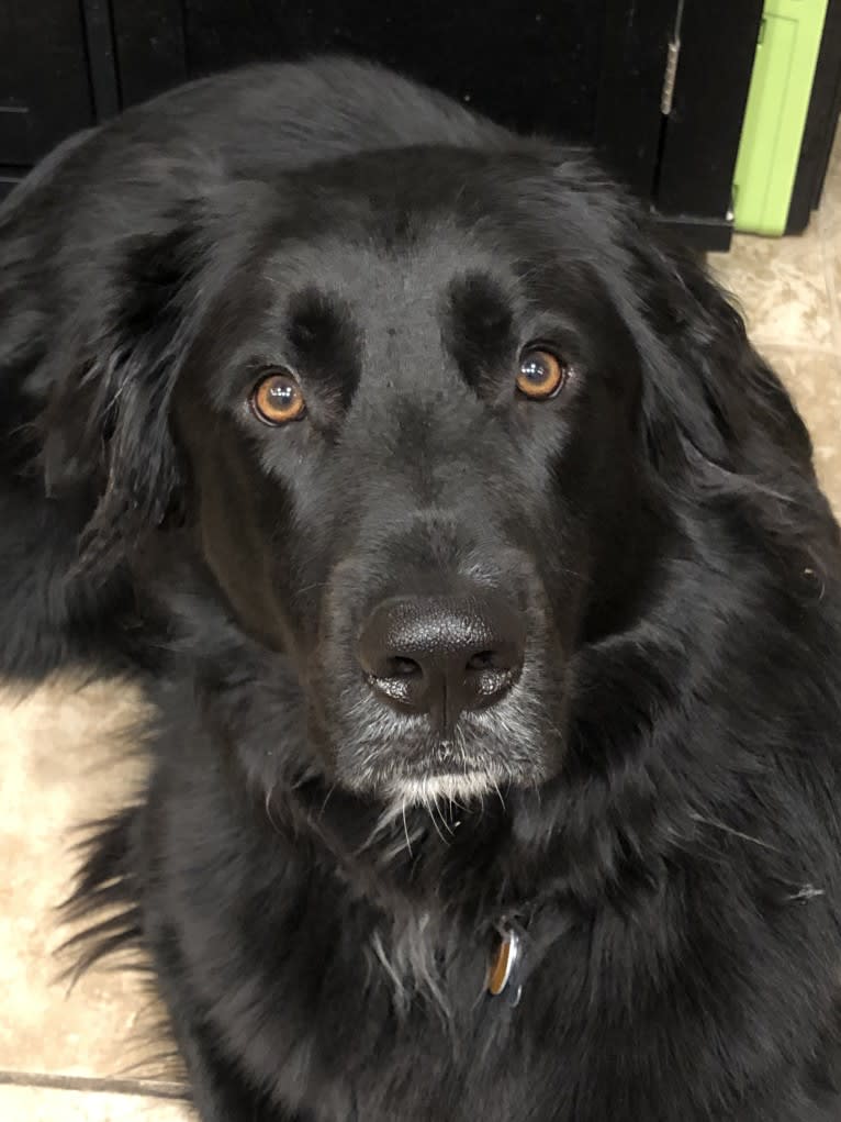 Tucker, a German Shepherd Dog and English Springer Spaniel mix tested with EmbarkVet.com