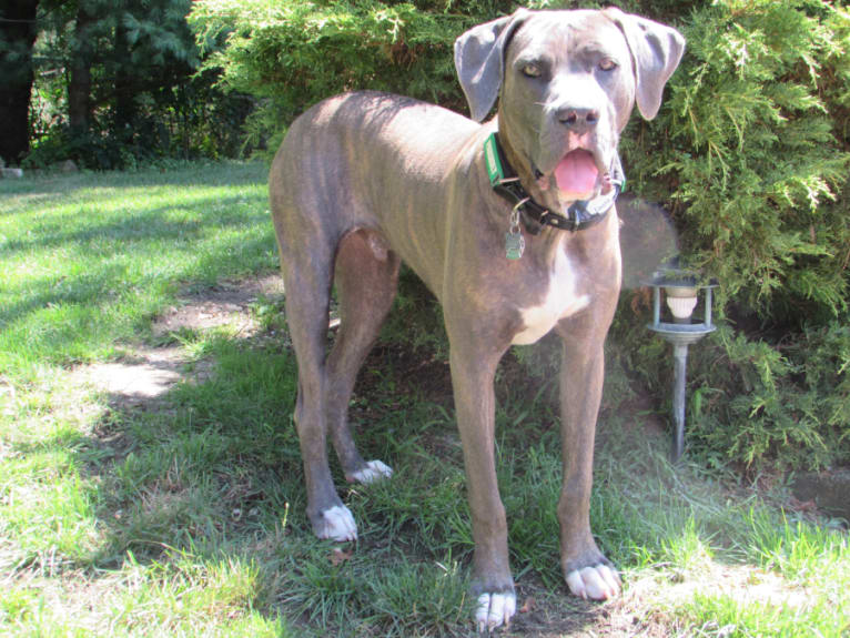 Brody, an American Bulldog and Neapolitan Mastiff mix tested with EmbarkVet.com