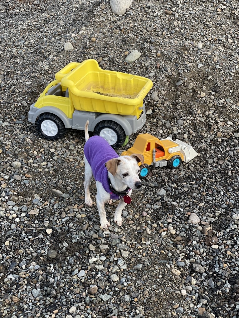 Cosmo, a Chihuahua and Miniature Pinscher mix tested with EmbarkVet.com