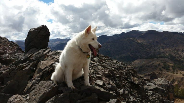 Meeshka, a Siberian Husky tested with EmbarkVet.com