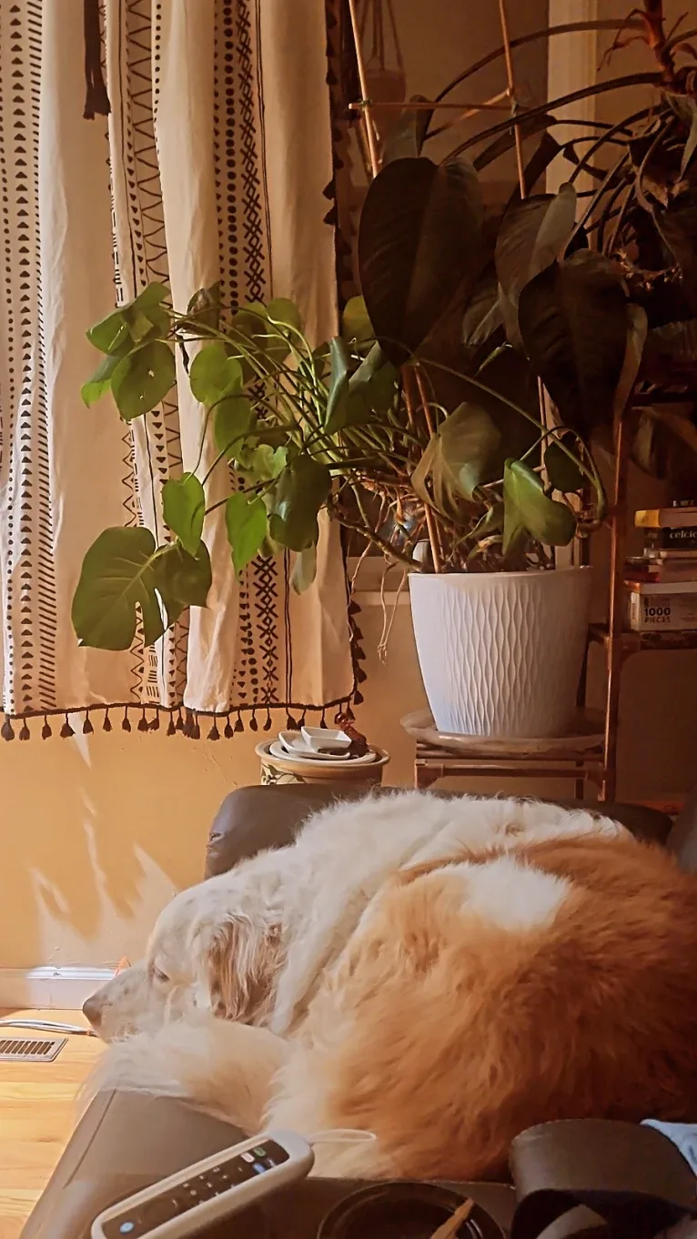 LIKE A RIVER FLOWS "Leilo", a Great Pyrenees and Australian Shepherd mix tested with EmbarkVet.com