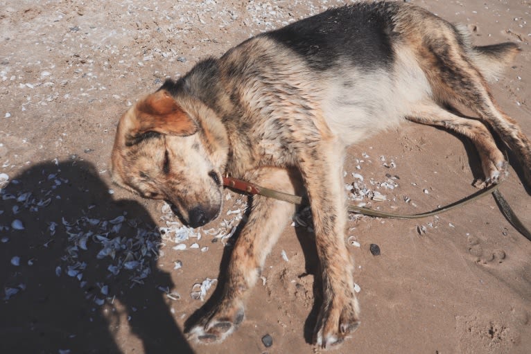 Enzo, a Labrador Retriever and German Shepherd Dog mix tested with EmbarkVet.com