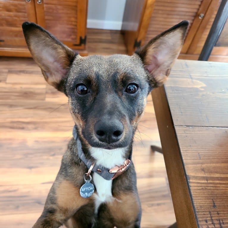 Afton, an Australian Cattle Dog and Chihuahua mix tested with EmbarkVet.com