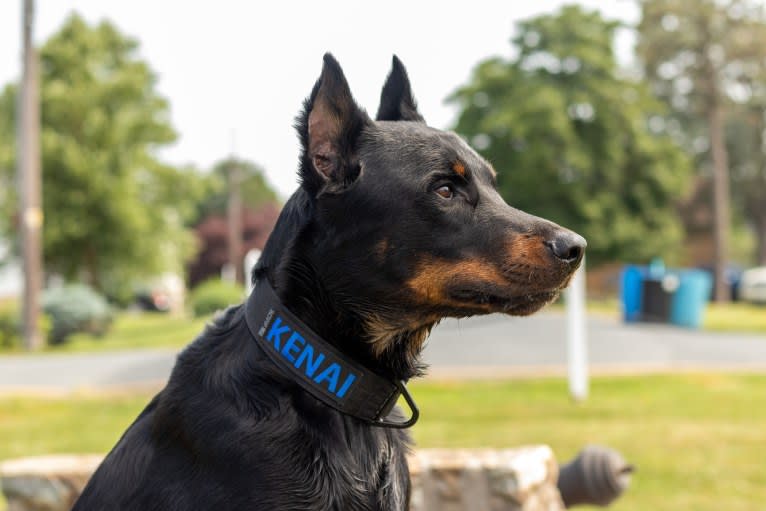 Kenai, a Beauceron tested with EmbarkVet.com