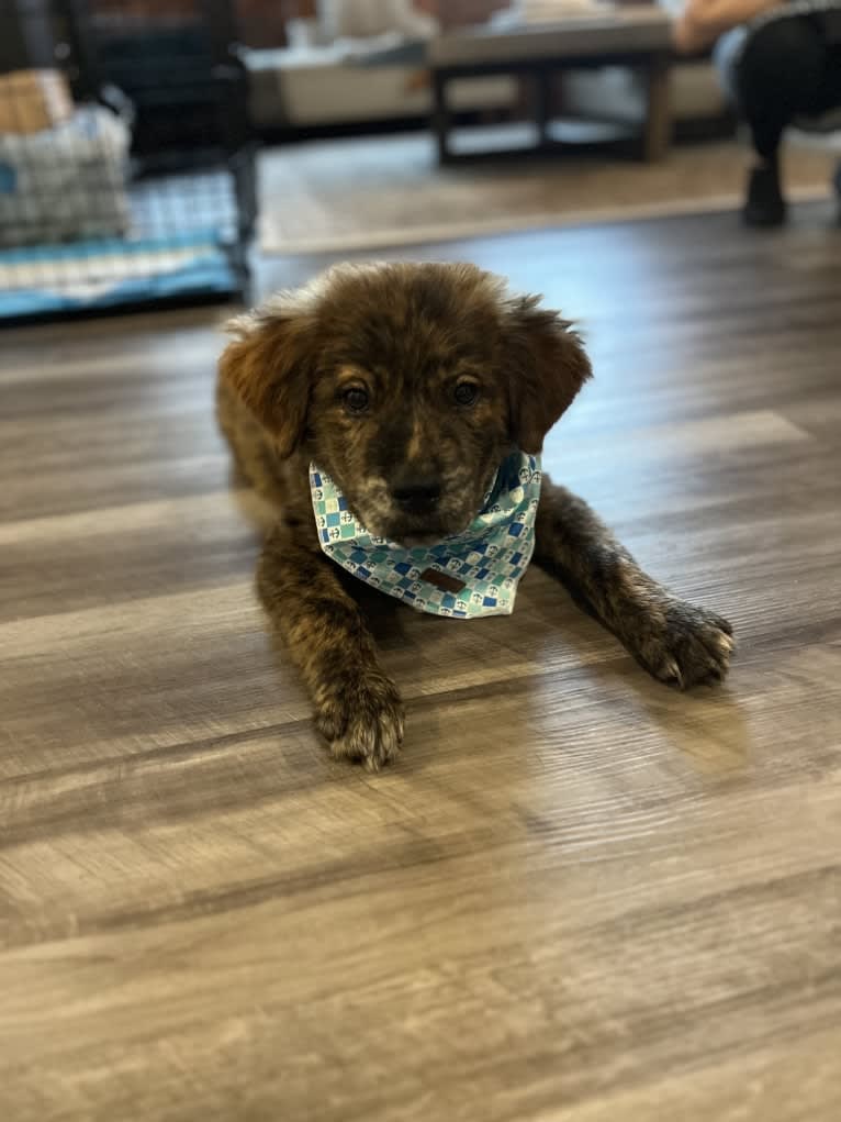 Rudder, a Labrador Retriever and Chow Chow mix tested with EmbarkVet.com
