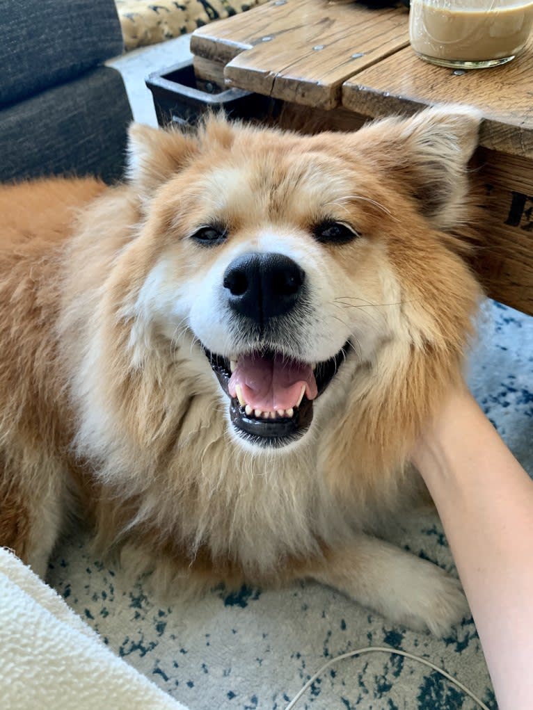 Samantha, a Chow Chow and Labrador Retriever mix tested with EmbarkVet.com