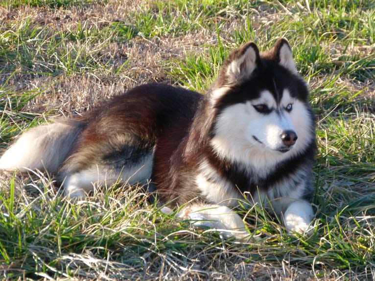 "NEO" NOVEL SIBERIAN'S SLEIGH RIDE, a Siberian Husky tested with EmbarkVet.com