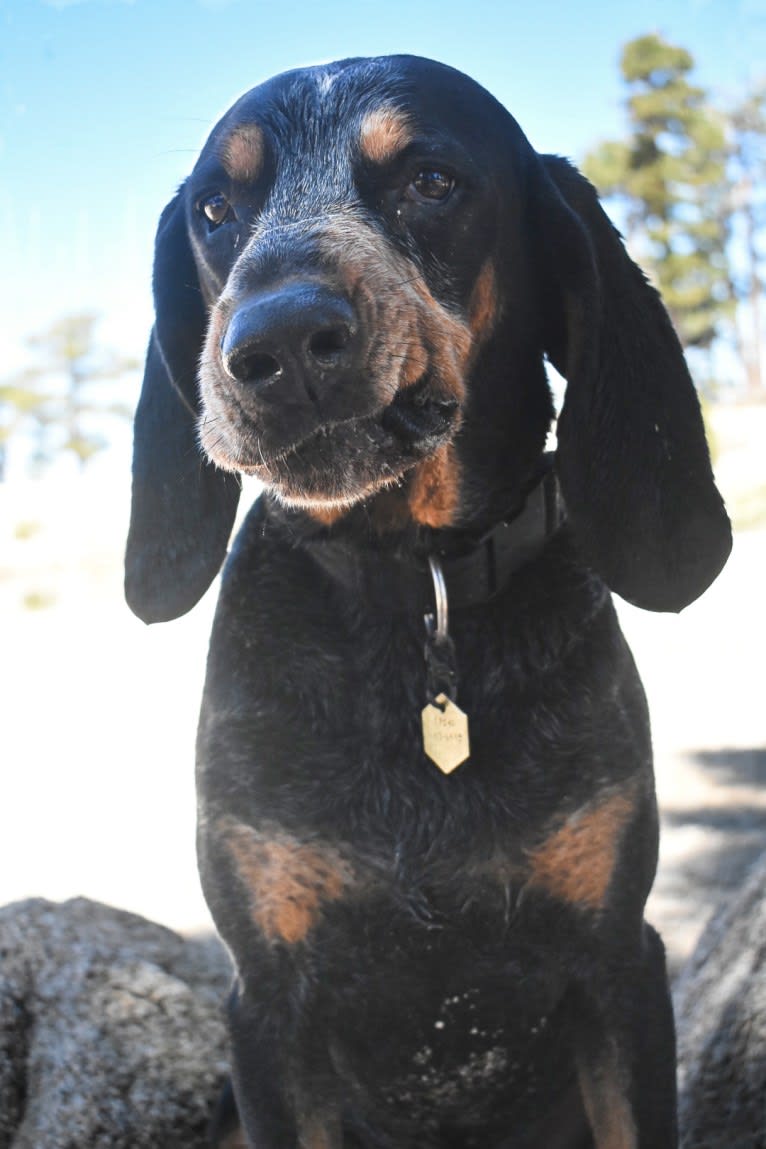 Atticus, a Bluetick Coonhound tested with EmbarkVet.com