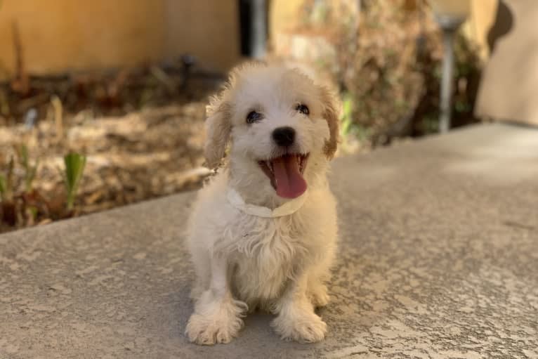 Milo, a Poodle (Small) and Cocker Spaniel mix tested with EmbarkVet.com