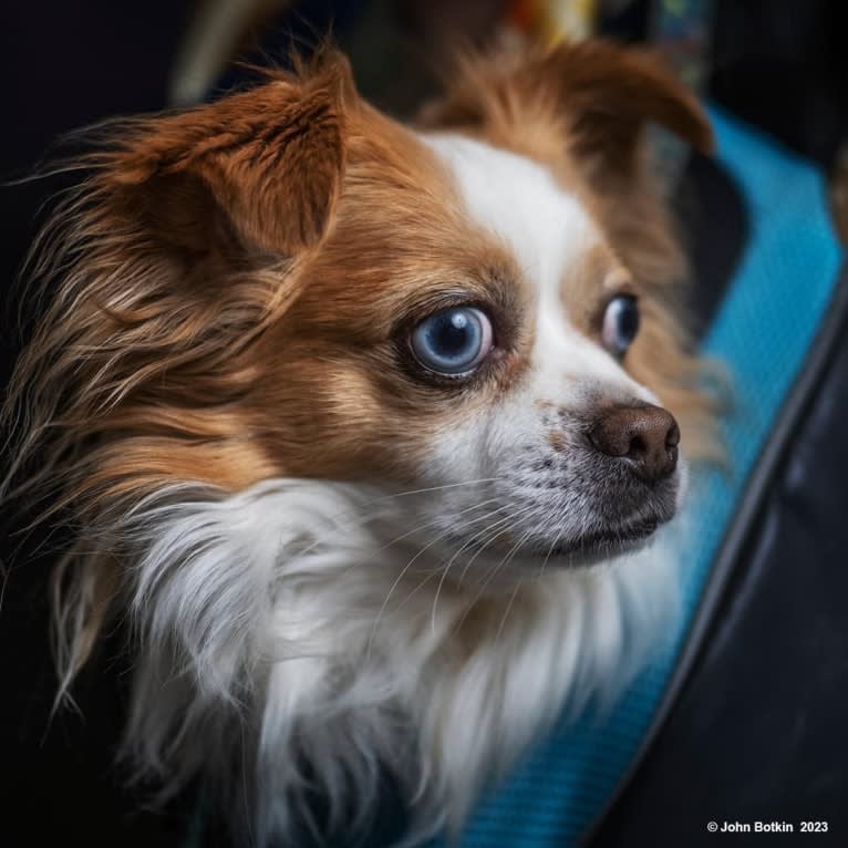 Rooster, a Chihuahua and Pekingese mix tested with EmbarkVet.com