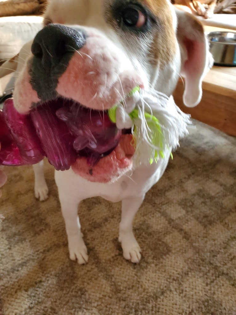 Thorsen, a Boxer and Saint Bernard mix tested with EmbarkVet.com
