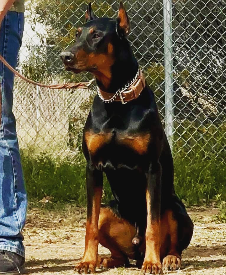 Mowgli, a Doberman Pinscher tested with EmbarkVet.com