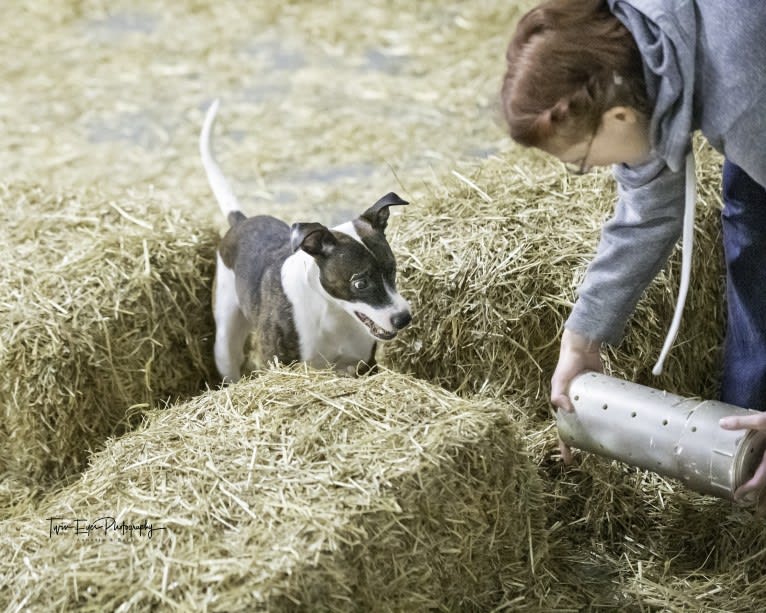 Pan, a Russell-type Terrier and Border Collie mix tested with EmbarkVet.com