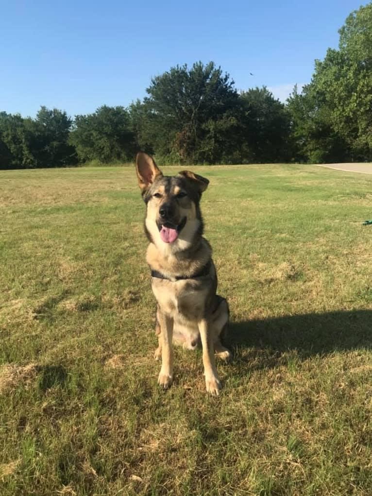 Phoenix, a Chinook and German Shepherd Dog mix tested with EmbarkVet.com