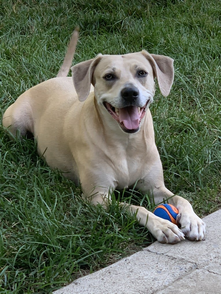 Xena, a Weimaraner and American Pit Bull Terrier mix tested with EmbarkVet.com