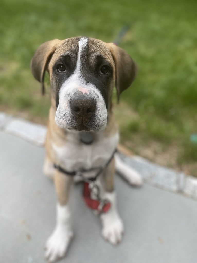 Whiskey Roux, an American Pit Bull Terrier and Bloodhound mix tested with EmbarkVet.com