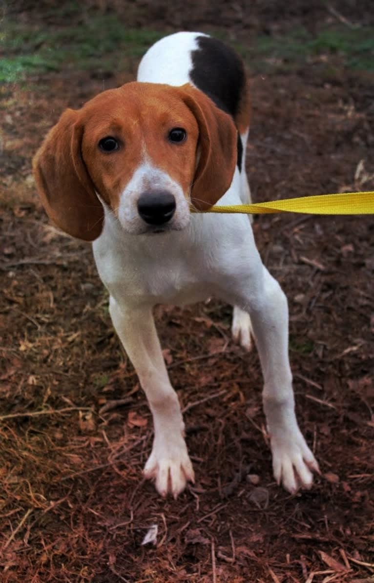 Ike Daniel, an American Foxhound tested with EmbarkVet.com